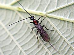Braconid Wasp